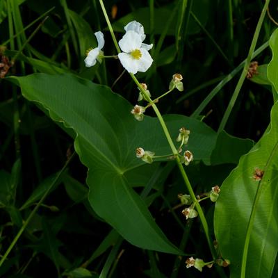 sagittaria trifolia